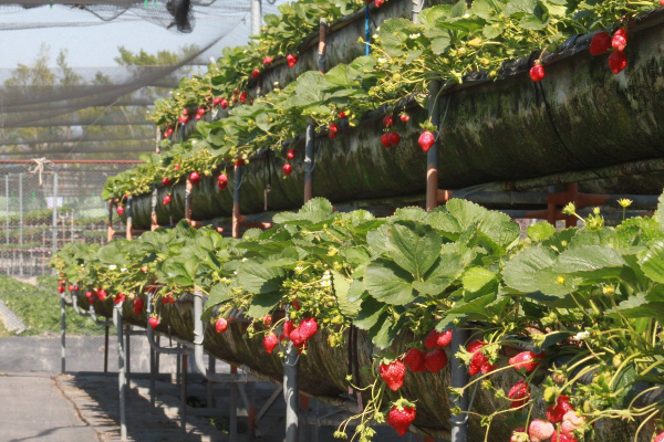 使用高架種植嬌嫩草莓的美裕草莓園。 (圖／美裕草莓園)