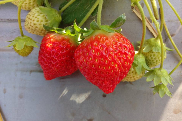 老闆用心經營、栽種出來的香甜草莓。 (圖／大林莓香觀光草莓園)