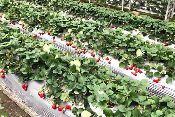整齊的草莓園與乾淨的環境，能好好享受採草莓的樂趣。 (圖／內湖東林草莓園)