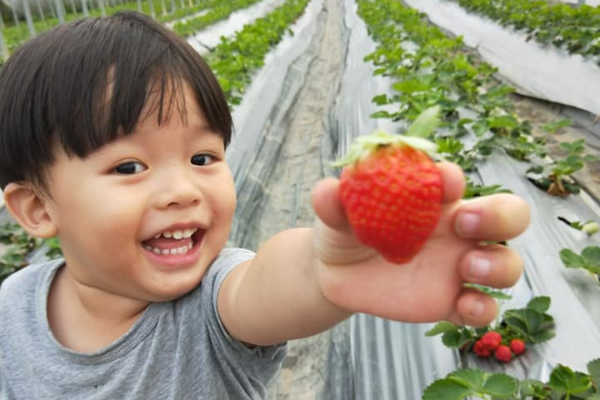 小孩子體驗採草莓的樂趣超開心。 (圖／323溫室精緻農場)