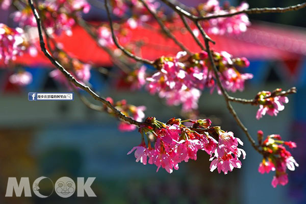 紅粉嬌豔的山櫻花。 (圖／漫步在雲端的阿里山)