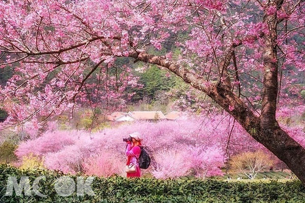 花況全盛期間的武陵櫻花祭，令人驚豔。 (圖／annadreams38)