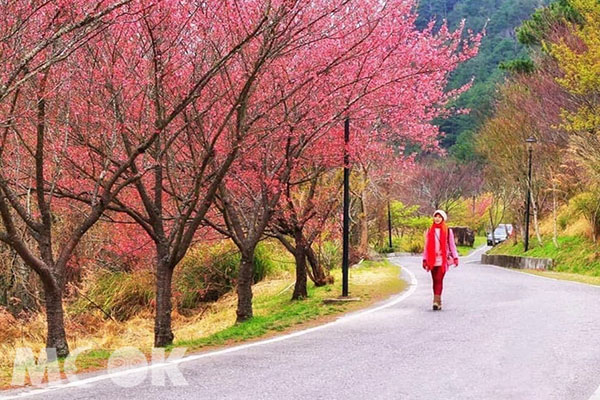 目前山櫻花在園區各個角落盛開，包括入口花園路旁邊坡上、旅服中心公車站旁、茶莊路附近、雪霸管理站武陵路沿線、桃子園附近路旁。(圖／annadreams38)