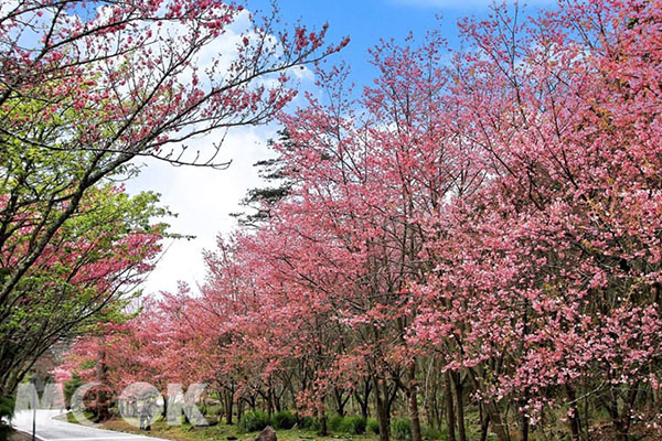 武陵櫻花祭的主角粉紅佳人，都會吸引無數人上山賞櫻。 (圖／wangjenching)