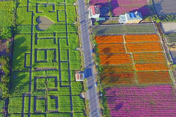 葵花迷宮主場區和月光花田。（圖／葵花迎賓滿杉林，以下同）