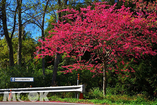 阿里山公路旁的山櫻花。