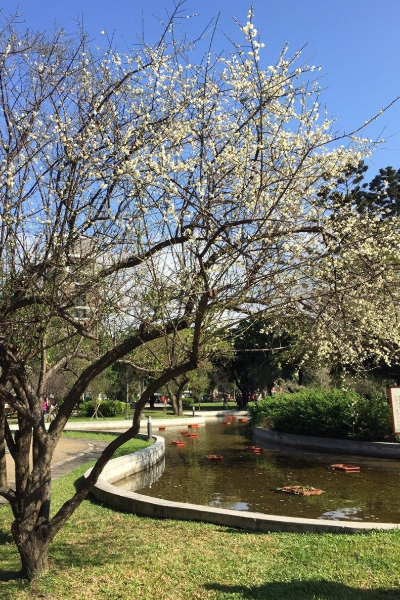 能帶著一家人來公園賞花、野餐、散步。