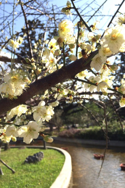 這個春節連假就來公園走走，賞賞花吧。