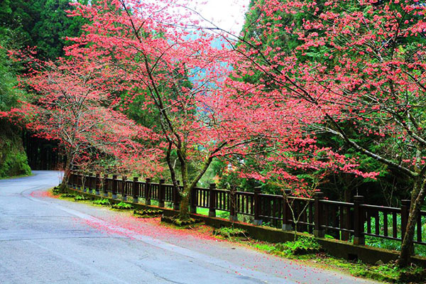 燕庵步道前的桃色山櫻花。