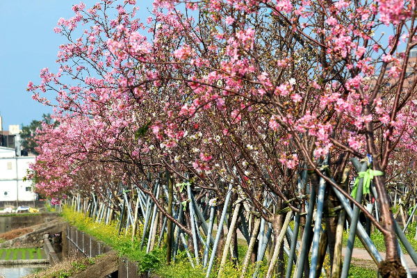 延綿河畔一公里的櫻花林，粉嫩嬌豔超好拍。 (圖／宜蘭羅莊櫻花步道)
