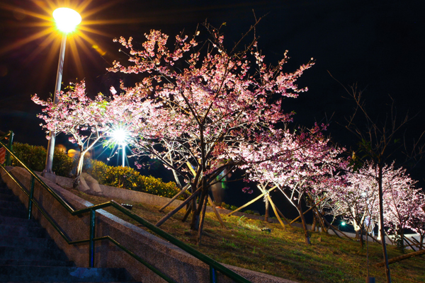 夜晚的樂活公園打燈後櫻花美不勝收。 （圖／台北市政府）