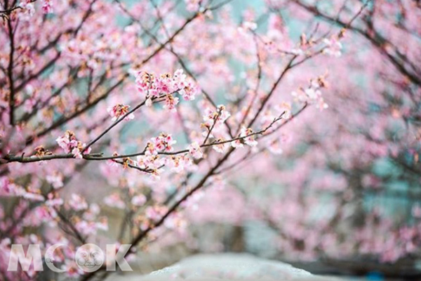 平菁街的櫻花粉嫩嬌豔。