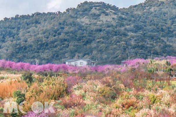 山上的櫻花近看遠看都別有風景。