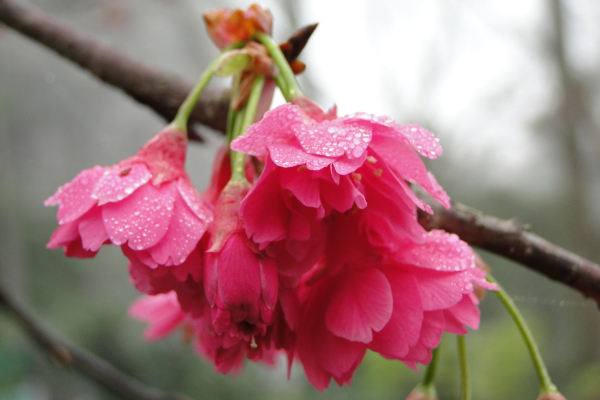 逐漸盛開的重瓣山櫻花。