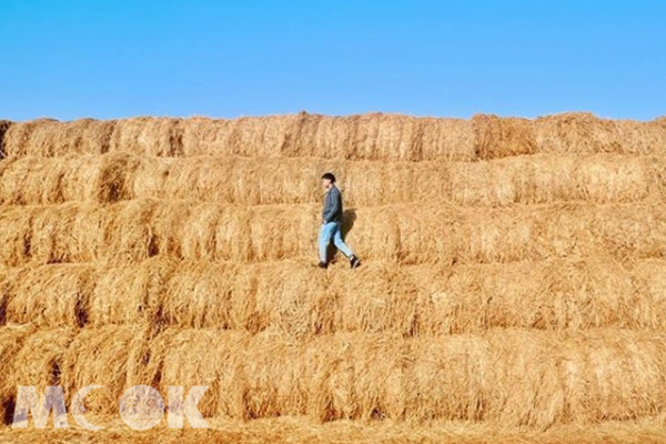 堆高高的稻草捲，光站在上面就超好拍。 (圖／bartpinyao)