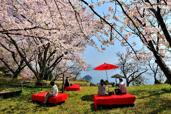 櫻花の山頂公園石角尚義。