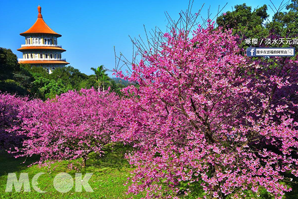 藍天、綠樹搭配粉櫻雨天元宮特色建築，風景如畫。 (圖／漫步在雲端的阿里山)