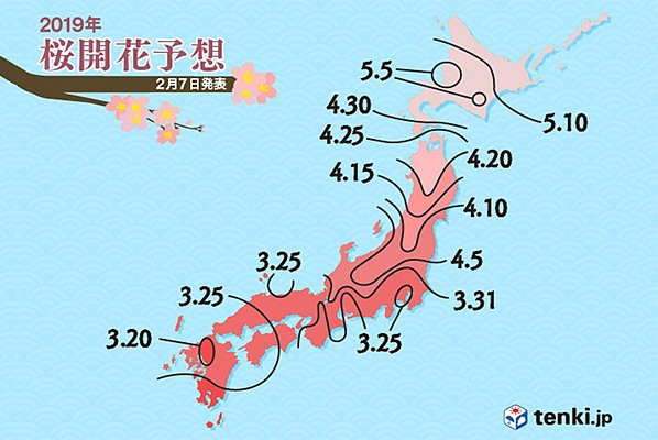 
最新2019年櫻花開花預測！今年比平常更早綻放