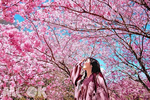 開滿九成的武陵櫻花，怎麼拍都超好看。 (圖／hihilittle)