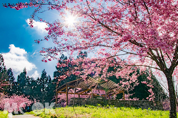 陽光打在櫻花上，風景美如畫。