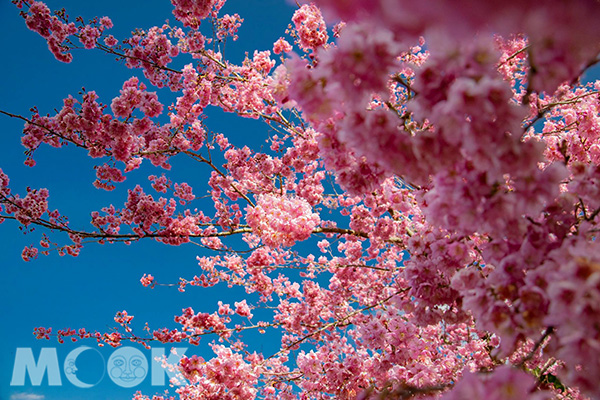 湛藍的天空搭配粉嫩的櫻花，好似夢一般。