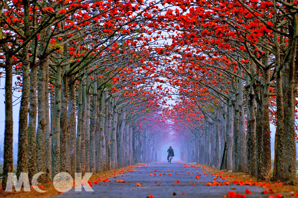 綿延數百公尺的火紅木棉花漫步道。（圖片提供／台南市政府觀光旅遊局）