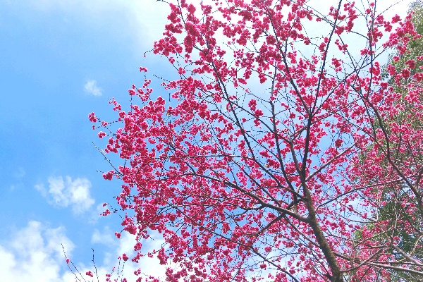 奼紫嫣紅的寒櫻，彷彿告訴著我們春天的到來。
