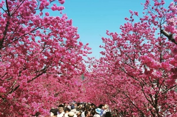 泰安櫻花季年年都是賞櫻熱點。(圖／台中市政府)