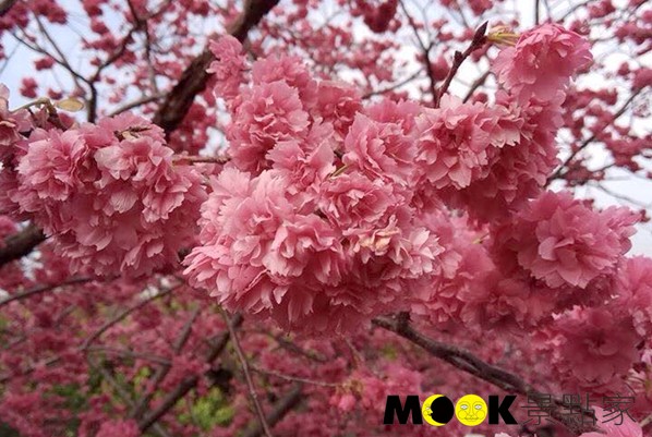 泰安櫻花季每年吸引大批遊客賞花。(圖／Victor106912000，以下同)