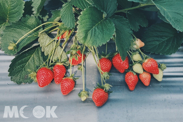 草莓季第三期的草莓已進入盛產期，快趁週末連假採一波。 (圖／hsiaoooo)