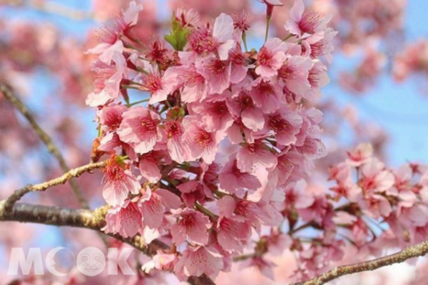 盛開的嬌嫩粉櫻是如此迷人。 (圖／panda0221)
