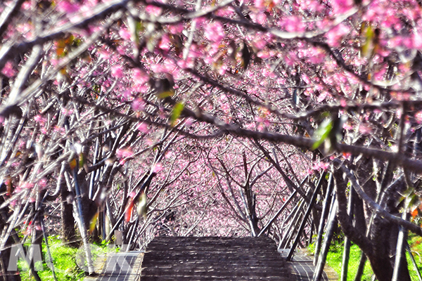 鳳凰自然教育園區的櫻花隧道。 (圖／黃風)