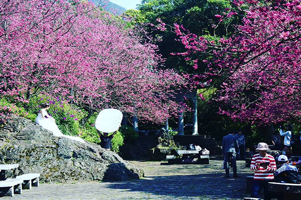 陽明山花季開跑(圖／台北市政府，以下同)