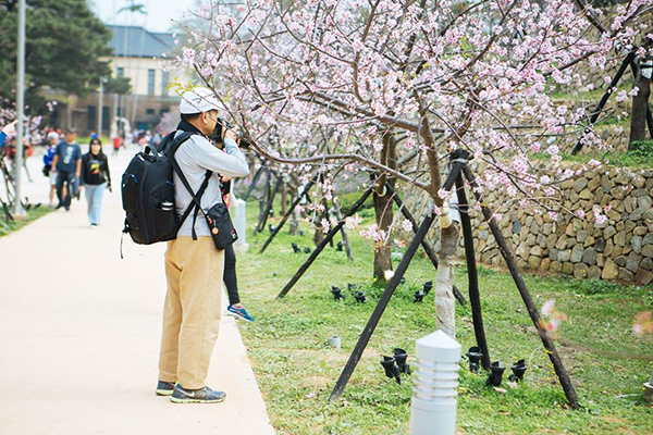 新竹公園的櫻花景致吸引許多民眾遊客前往。