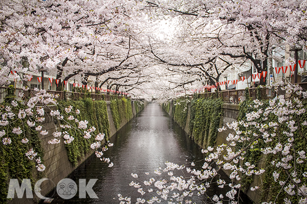 根據「日本氣象協會」開花日期預報，國人喜愛的東京地區可望於3月25日迎來櫻花綻放。(圖／Airbnb，以下同)