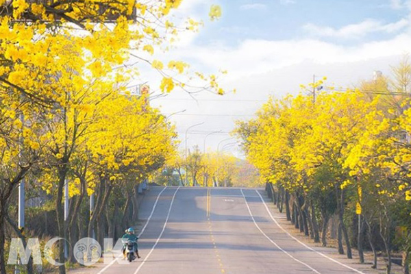 延綿數公里的的鮮黃風鈴木，景色療癒迷人。 (圖／bb211019)