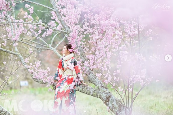 紅粉浪漫的櫻花林。 (圖／lilianwang_tw)
