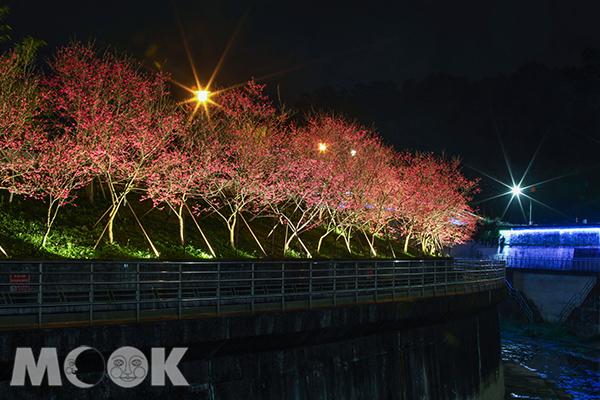 樂活公園夜櫻美景。