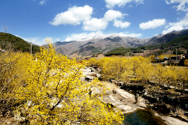 求禮山茱萸慶典 (圖／求禮郡廳)