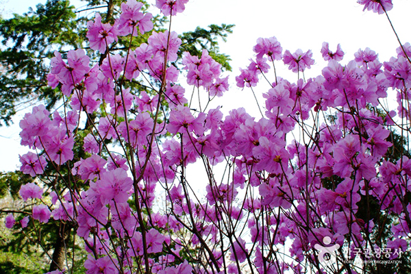 富川市的美山杜鵑花節。