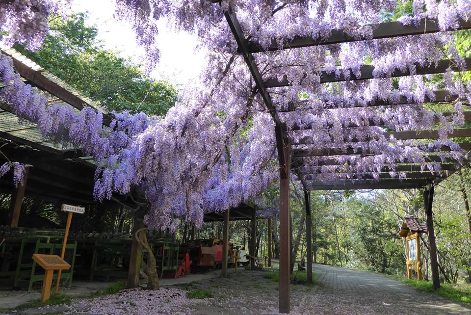 武陵農場農莊文物館紫藤花盛開 (圖／武陵農場 Wuling Farm)