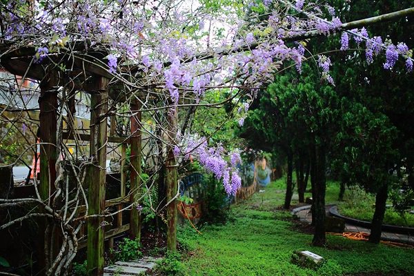 嘉義瑞里特色紫藤花綻放，大片紫藤花海令人著迷 (圖／雲鄉瑞里)