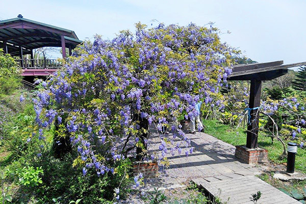 杜石地一號紫錐花莊園 (圖／杜石地一號)