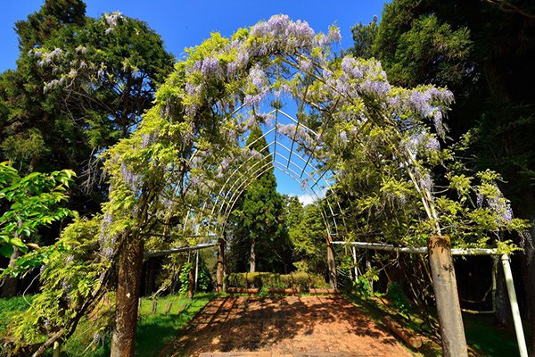 高山植物園的籐花棚。 (圖／漫步在雲端的阿里山)