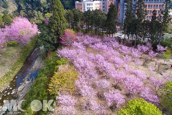 粉色櫻花海空拍大景！賞櫻名所浪漫盛放