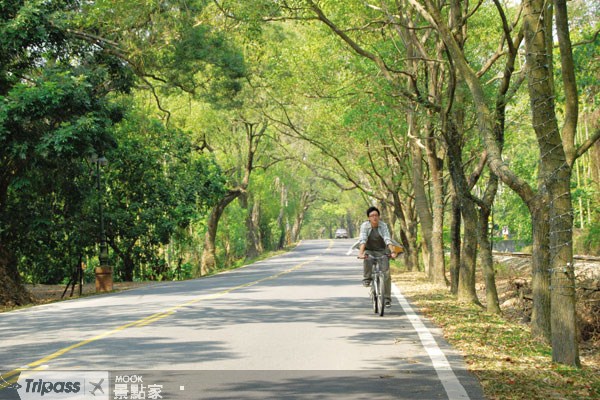 被綠樹覆蓋，景色優美的綠色隧道。 (圖／MOOK景點家)