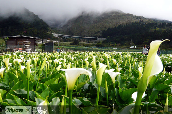 陽明山上的海芋因暖冬初春，陸續綻放。 (圖／台北市政府)