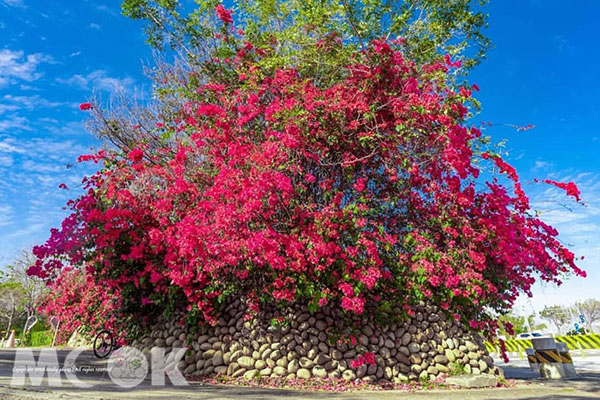桃色艷麗的花樹與石牆，地上飄落一地的花瓣，浪漫、悠閒地享受片刻時光。 (圖／molly888666)