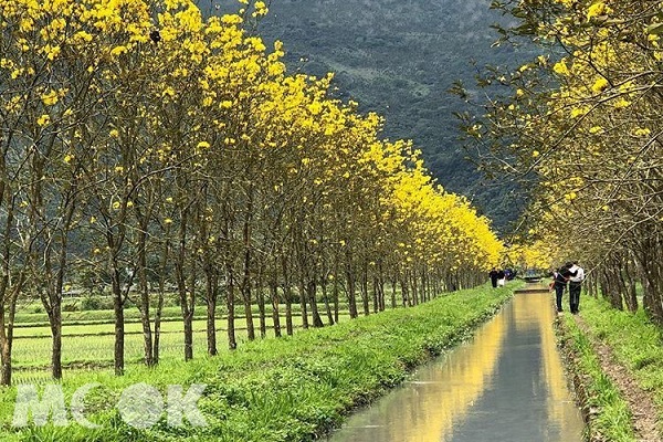 300米的黃花風鈴木，綻放時分，大片金黃色花海令人著迷。（圖／raikkonen19790609，以下同）