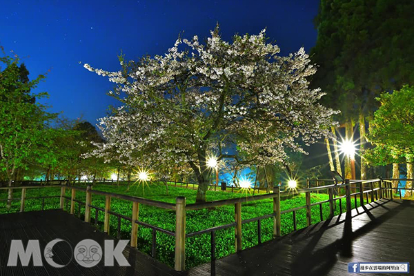 阿里山櫻王，夜晚打燈也超唯美。 (圖／漫步在雲端的阿里山)